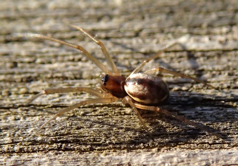 Linyphiidae - Villorba (TV)